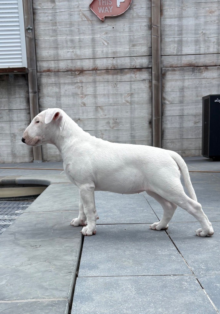 Only Bull Go To Heaven You are the one